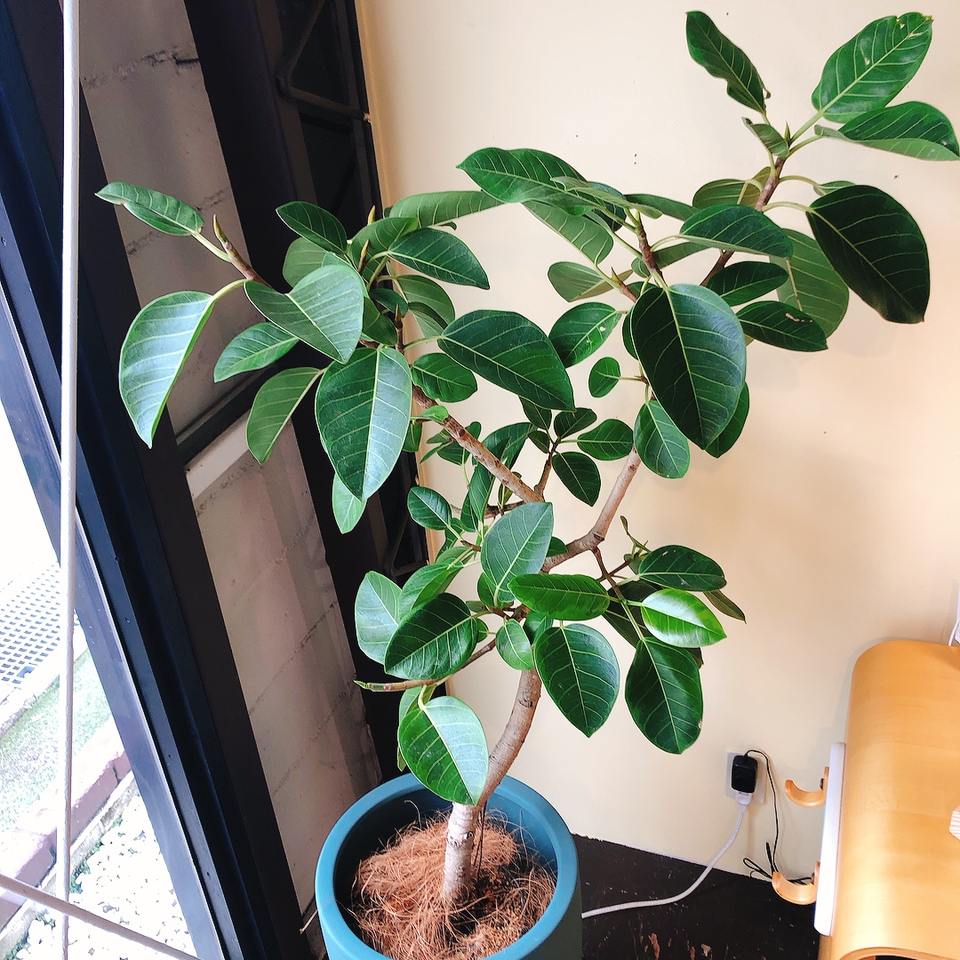 観葉植物のご紹介 インテリアショップstyle伊勢崎店