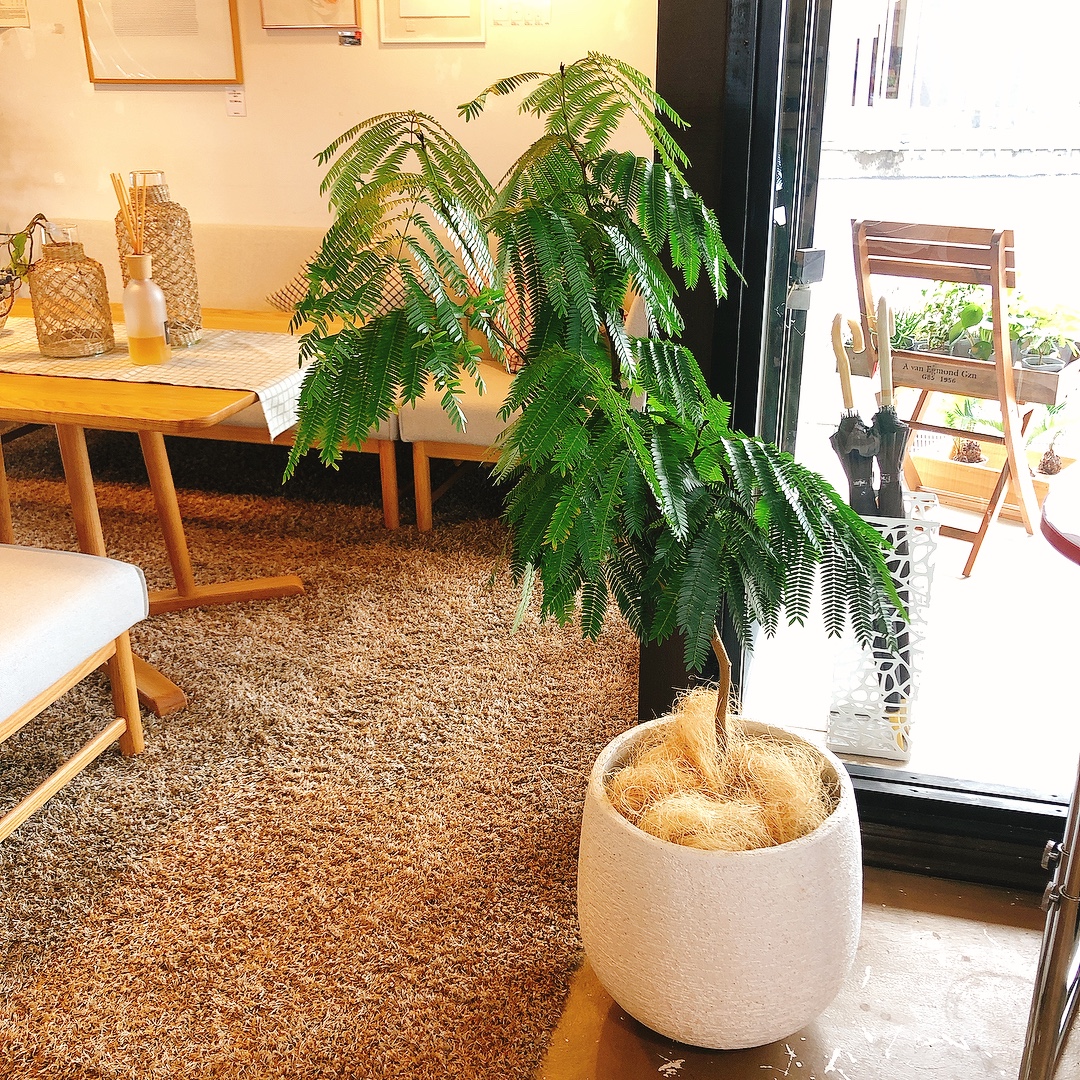 観葉植物のご紹介 インテリアショップstyle伊勢崎店 観葉植物のご紹介 インテリアショップstyle伊勢崎店