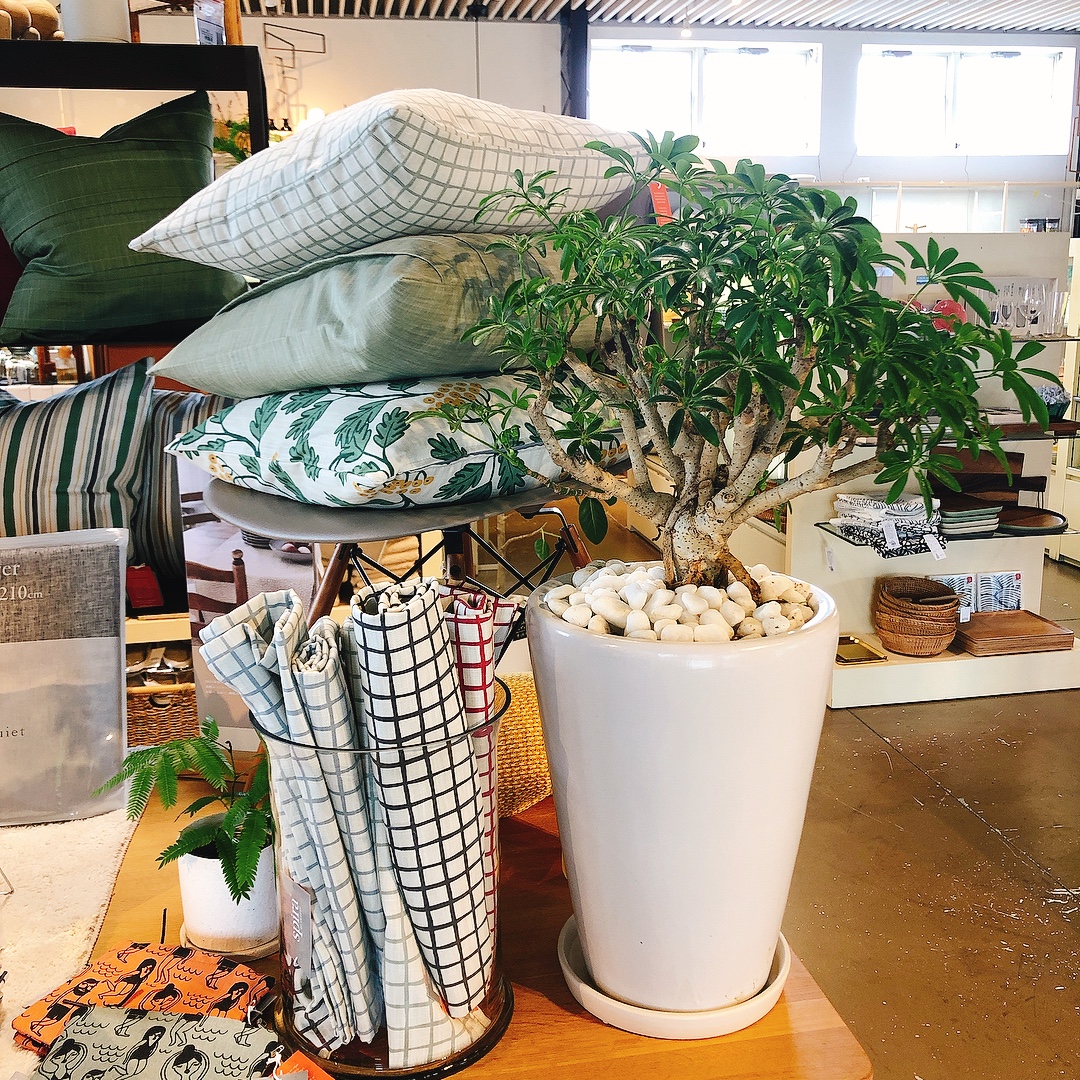 観葉植物のご紹介 インテリアショップstyle伊勢崎店 観葉植物のご紹介 インテリアショップstyle伊勢崎店